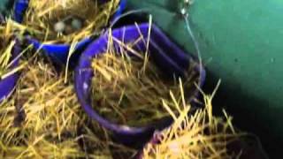 deep chicken bedding with christmas trees in the chicken coop [upl. by Mayberry]