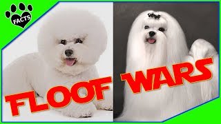 Bichon Frise vs Maltese Which is Better Dog vs Dog [upl. by Assilim223]