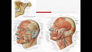 Genel Anatomi 25 DH SBF İnsan Anatomisi TUS DUS SBF Soru çözümü Arasınav Tıp Sağlık [upl. by Ahcatan752]