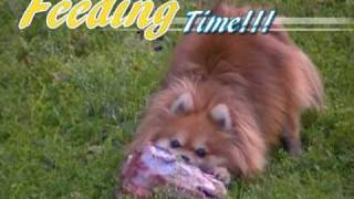 Pomeranian Raw Feeding WARNING  GRAPHIC [upl. by Ahtnams630]