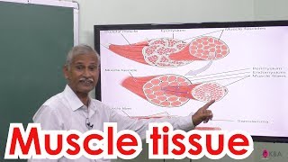 18Zoology  Tissue level Organisation  Muscle tissue [upl. by Darya]