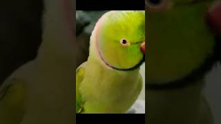 cute mithu sound viral parrot talkingparrot [upl. by Steiner462]