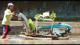 Rice Transplanter Kubota SPW48c 4 Row automatic rice planter in action [upl. by Wales]