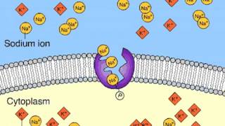 Pompa sodiopotassio [upl. by Norak]