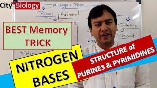 NITROGEN BASES  PURINES amp PYRIMIDINES  Best memory trick for NEETAIIMS PMT [upl. by Ayrb80]