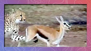 Cheetah Running Full Speed Hunts Prey  Attacks Thompsons Gazelle [upl. by Hadnama632]