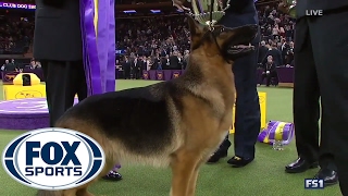 German Shepherd Rumor wins Best in Show  Westminster Dog Show 2017  FOX SPORTS [upl. by Sorac]