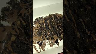 Waffle lover ♥️trending viralvideos waffle chocolate youtubeshorts shorts shortsviral [upl. by Derry90]