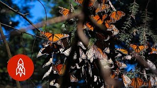 Monarchs by the Millions Welcome to Butterfly Forest [upl. by Hgielac683]