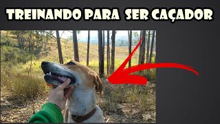 Treinando Filhote de Cachorro Americano Mestiço na caça [upl. by Iam]