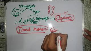 nematodes lecture nematodes 2 🦎🦎🦎 general characteristics nematodes introduction parasitology [upl. by Haddad726]