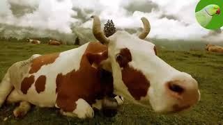 COW VIDEOS COWS GRAZING IN A FIELD COWS MOOING  Cow Video [upl. by Leonor]